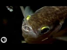 Archerfish Says..."I Spit in Your Face!" Instructional Video