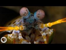The Snail-Smashing, Fish-Spearing, Eye-Popping Mantis Shrimp Instructional Video