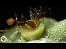 The Double-Crossing Ants to Whom Friendship Means Nothing Instructional Video