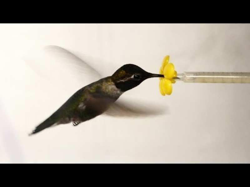 What Happens When You Put a Hummingbird in a Wind Tunnel? Instructional Video