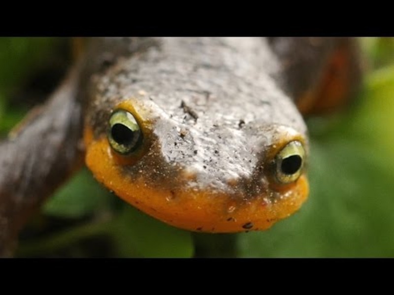 Newt Sex: Buff Males! Writhing Females! Cannibalism! Instructional Video