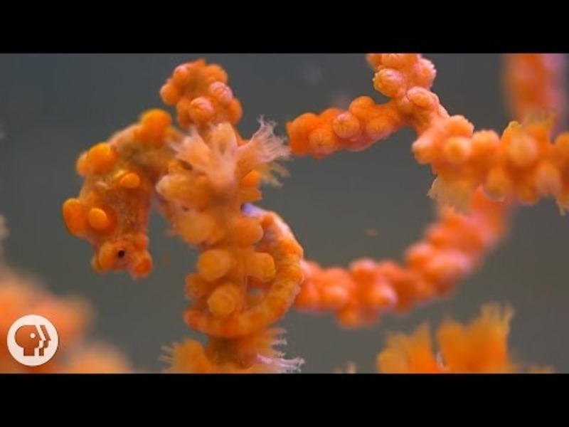 Pygmy Seahorses: Masters of Camouflage Instructional Video