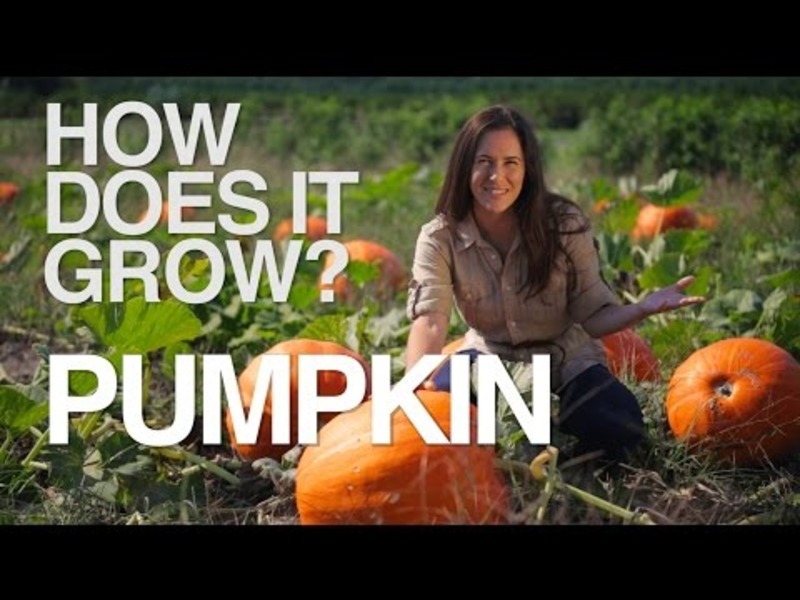 How Does it Grow? Pumpkins Instructional Video