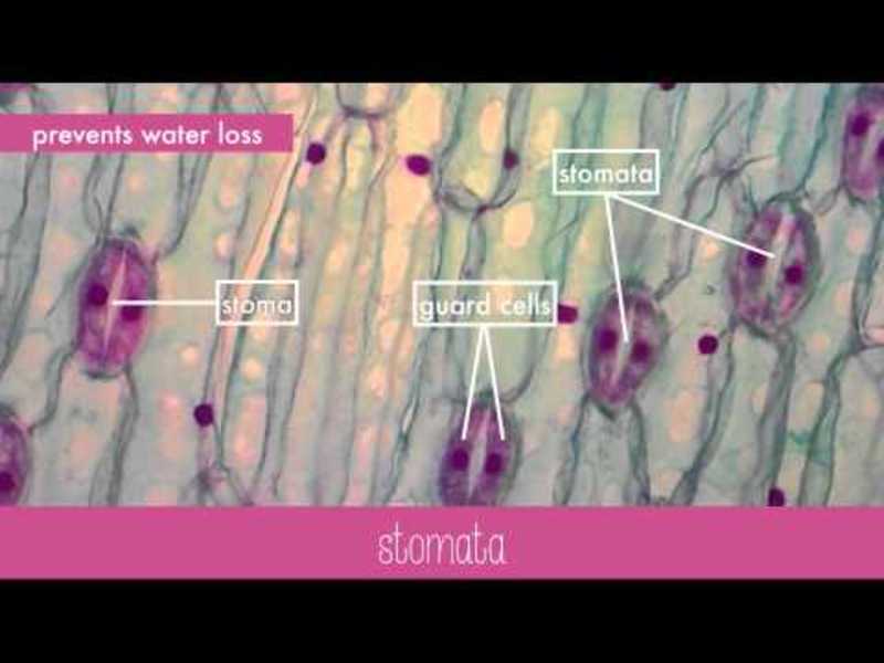 Leaf Structure Instructional Video
