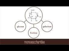 Carbohydrates Instructional Video