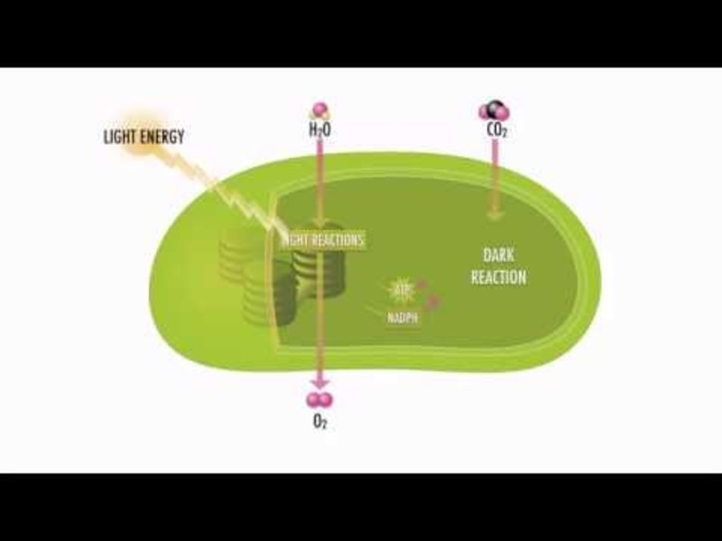 Photosynthesis Steps and Pathways Instructional Video