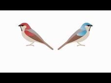 Population Genetics Instructional Video