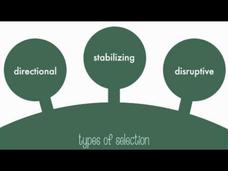 Types of Natural Selection Instructional Video
