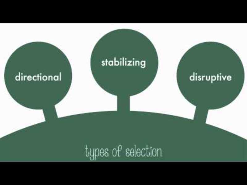 Types of Natural Selection Instructional Video
