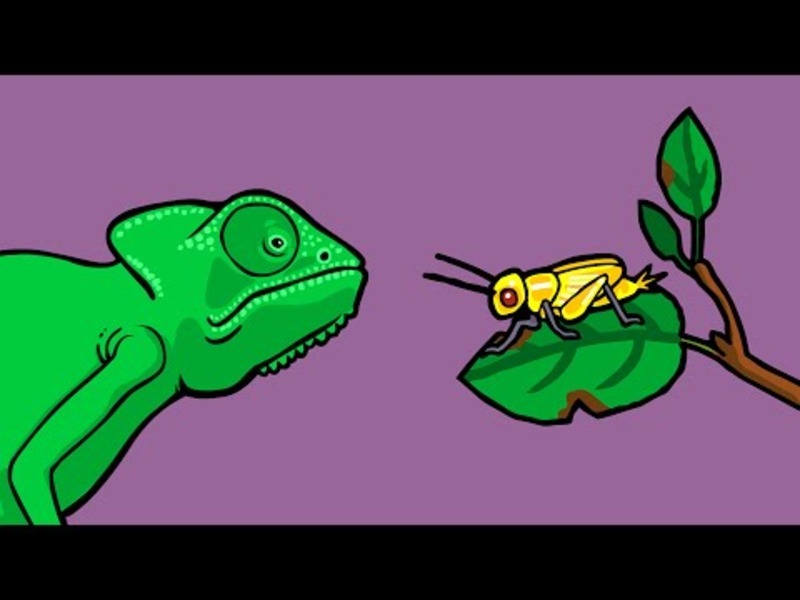 What is Natural Selection? Instructional Video