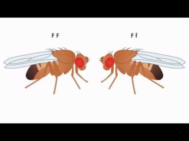 Probabilities, Dihybrid and Test Crosses Instructional Video