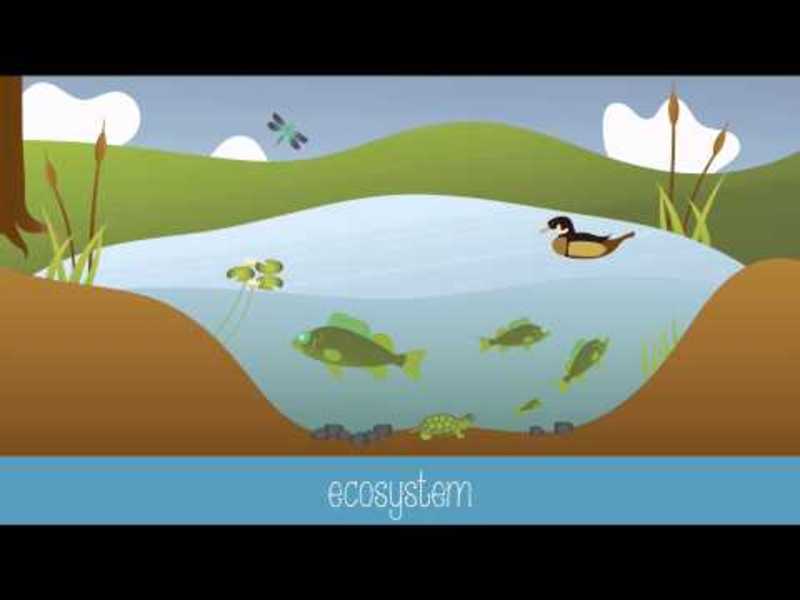 Introduction to Ecology Instructional Video