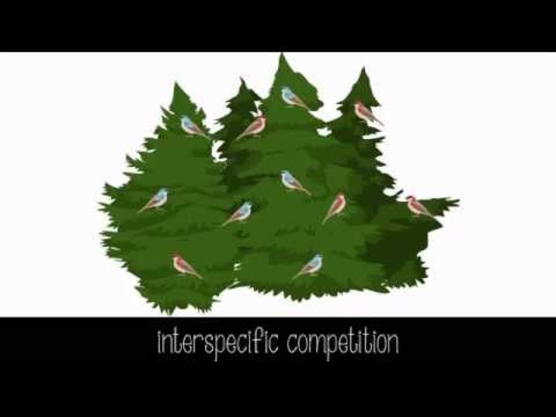 Species Interactions Instructional Video