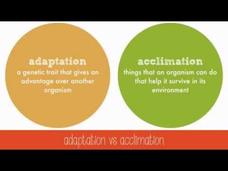 Allele Frequencies Instructional Video