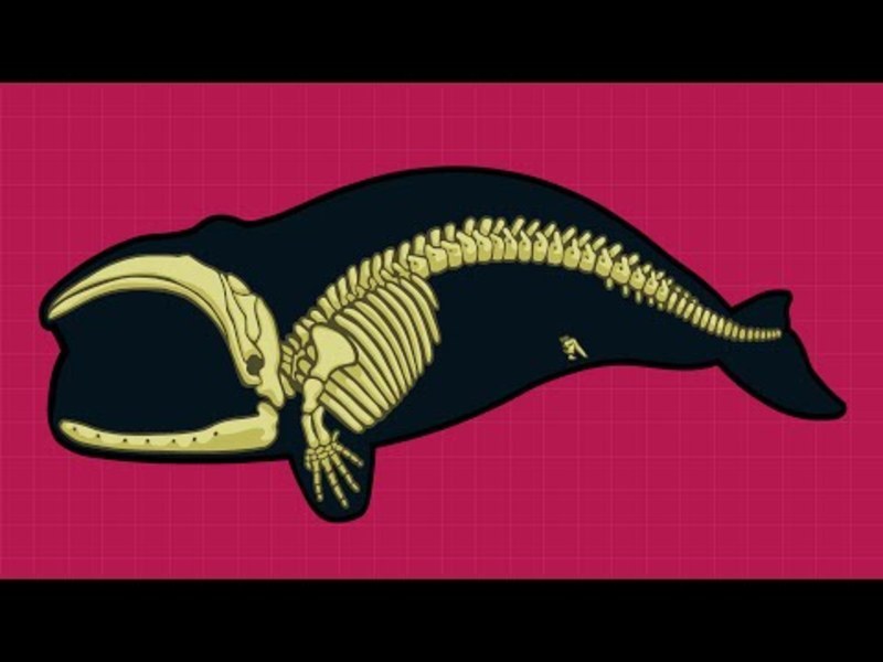 What is the Evidence for Evolution? Instructional Video