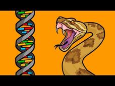 Part 2: How Does New Genetic Information Evolve? Gene Duplications Instructional Video