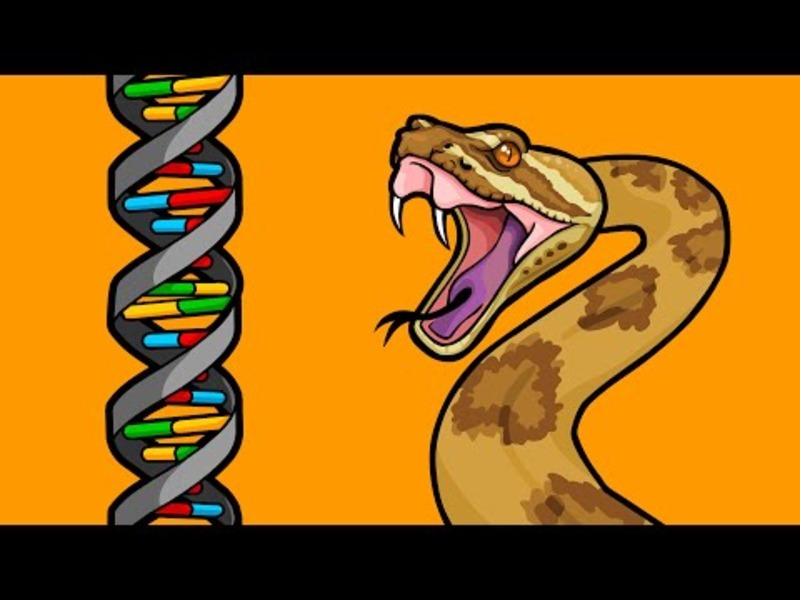 Part 2: How Does New Genetic Information Evolve? Gene Duplications Instructional Video