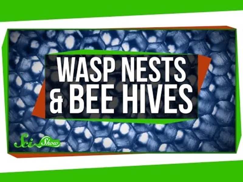 Wasp Nests and Bee Hives Instructional Video