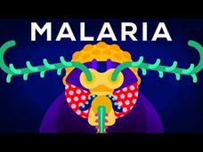 Genetic Engineering and Diseases—Gene Drive and Malaria Instructional Video