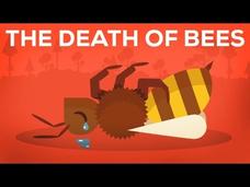 The Death Of Bees Explained—Parasites, Poison and Humans Instructional Video