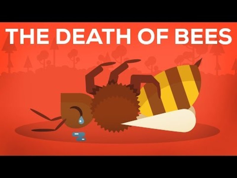 The Death Of Bees Explained—Parasites, Poison and Humans Instructional Video