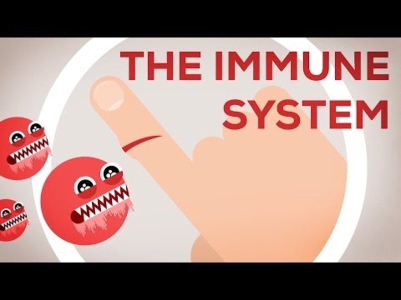 The Immune System Explained I—Bacteria Infection Instructional Video
