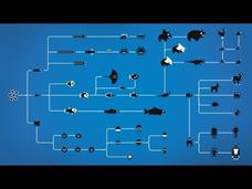 How Evolution Works Instructional Video