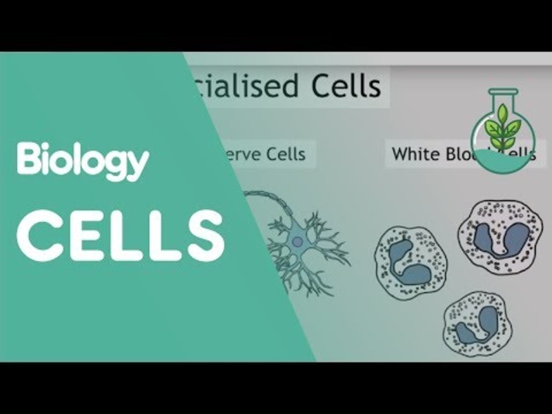 Intro to Cells: Animal, Plant, Nerve and Red Blood Cells Instructional Video