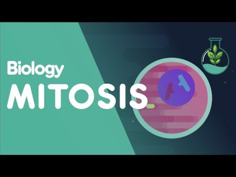 Mitosis—Stages of Mitosis Instructional Video