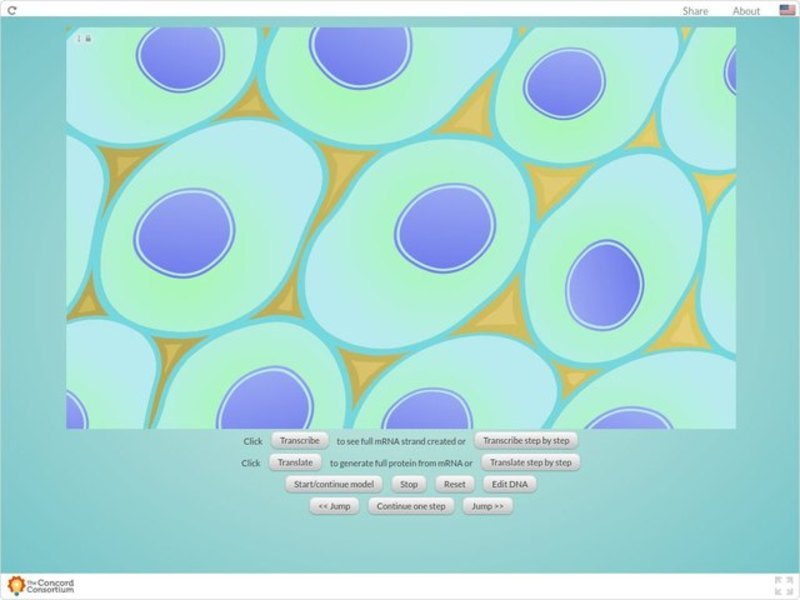 DNA to Protein Interactive