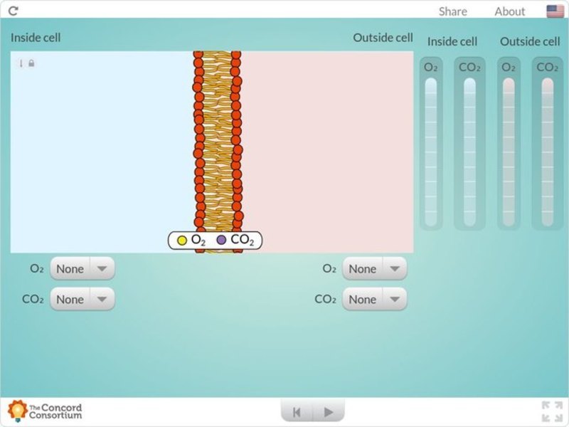 Diffusion Across a Permeable Membrane Interactive