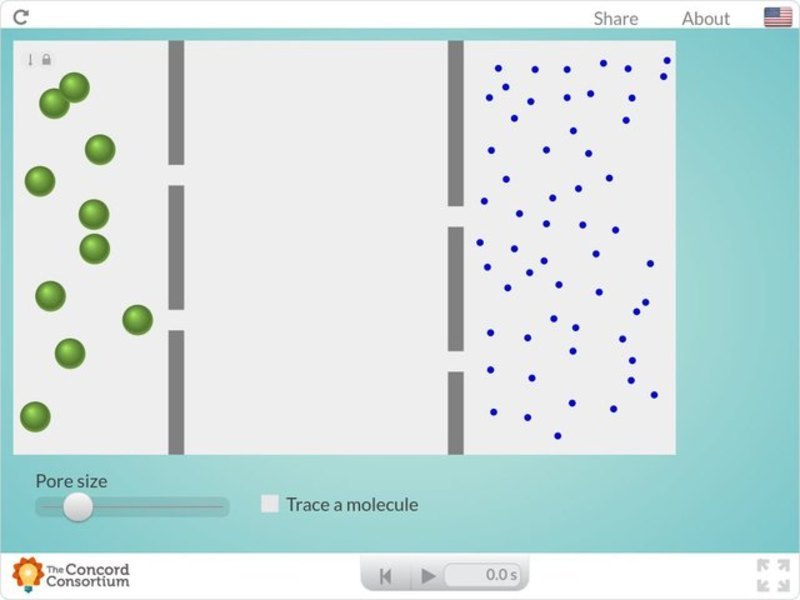 Diffusion Across Semipermeable Membranes Interactive