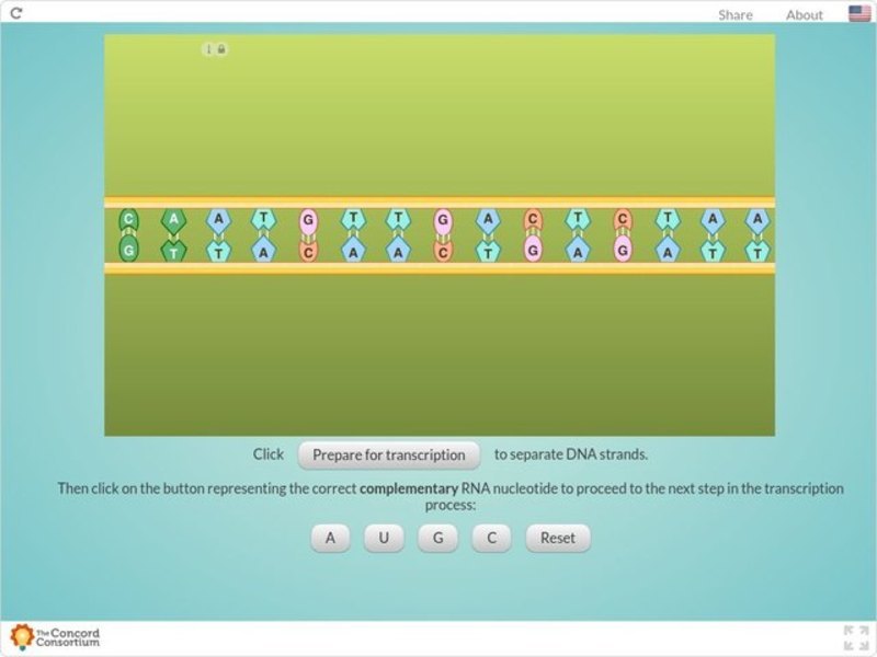 Modeling Transcription Interactive