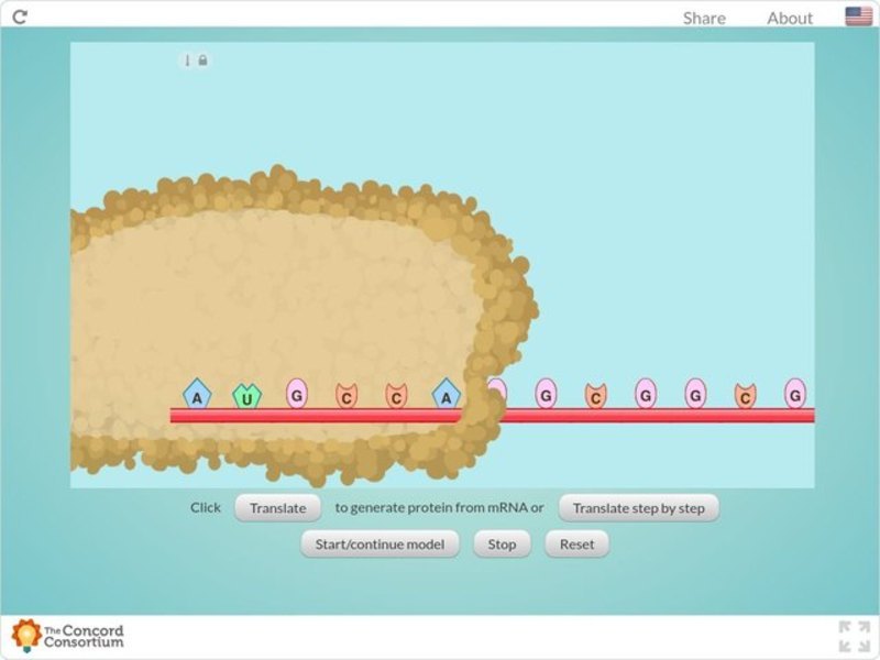 Modeling Translation Interactive