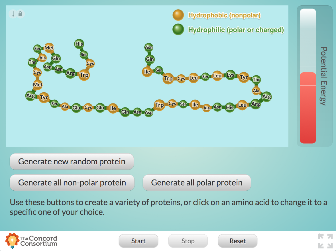 Protein Folding Exploring Interactive