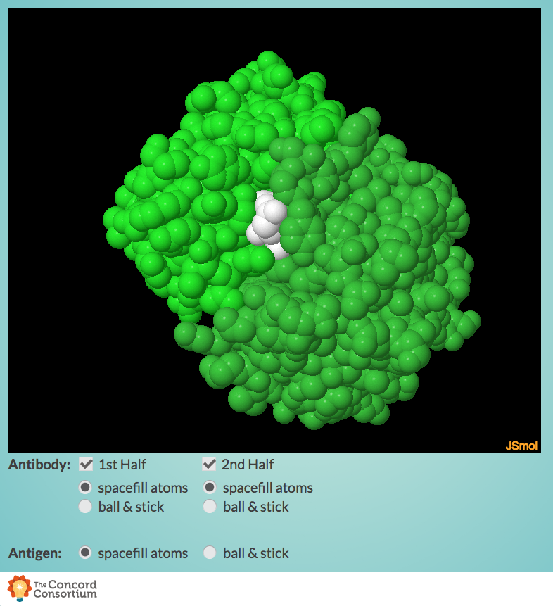 3D Exploration of Bound Antibody and Antigen Interactive