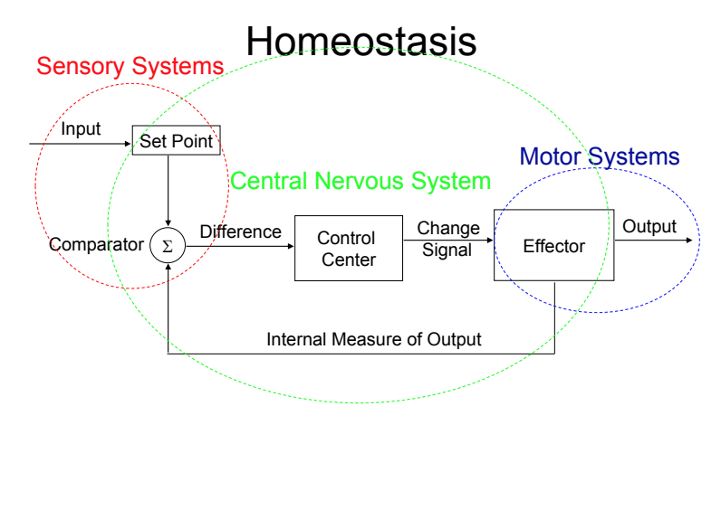 Homeostasis of Thermoregulation Lesson Plan
