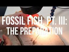 Fossil Fish, PT. III: The Preparation Instructional Video