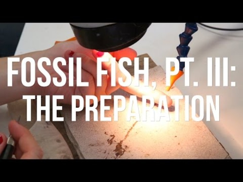 Fossil Fish, PT. III: The Preparation Instructional Video