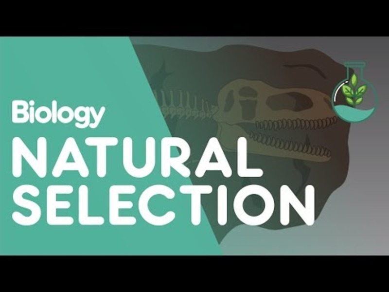 Evidence for Natural Selection Instructional Video