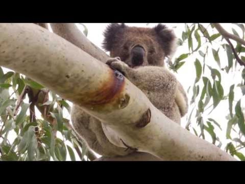 Koala Encounters Instructional Video