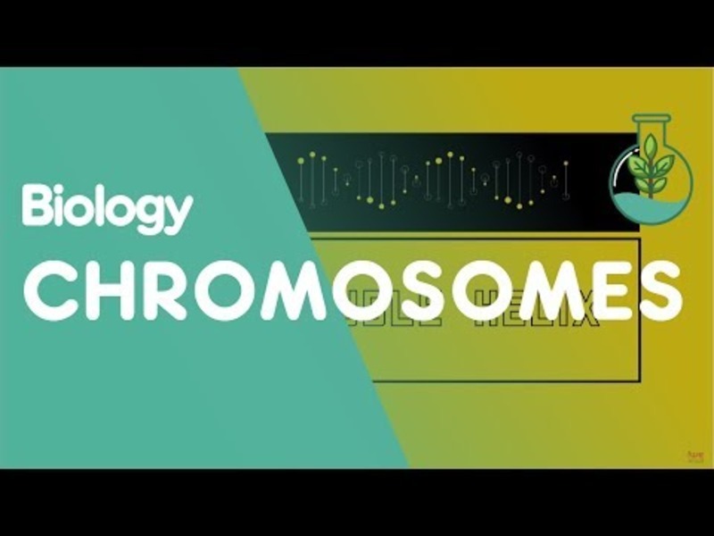 What Are Chromosomes? Instructional Video