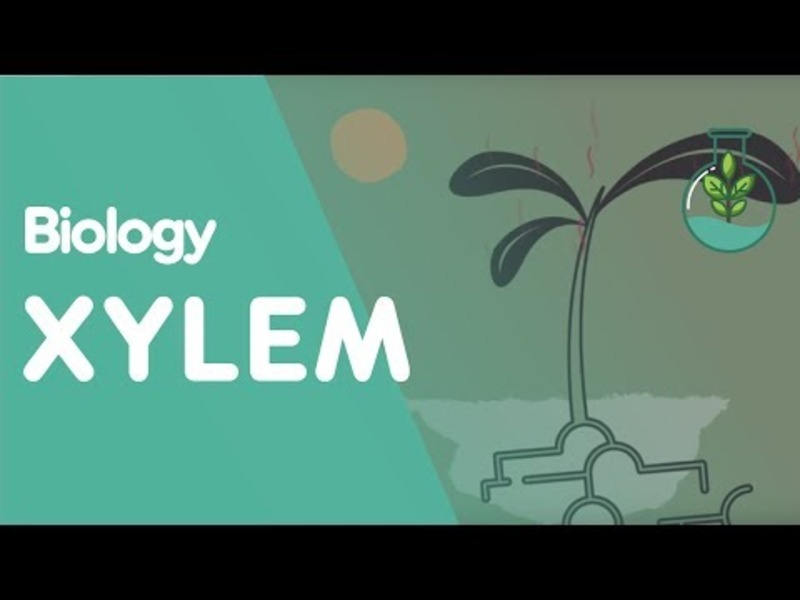 Transport in Plants, Part 2: Xylem and Transpiration Instructional Video