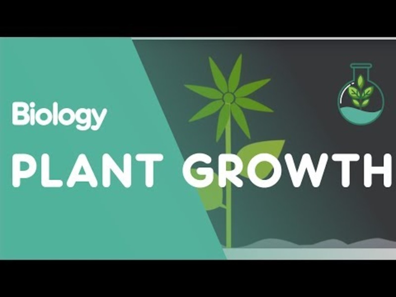 Plant Growth: Auxins and Gibberellins Instructional Video