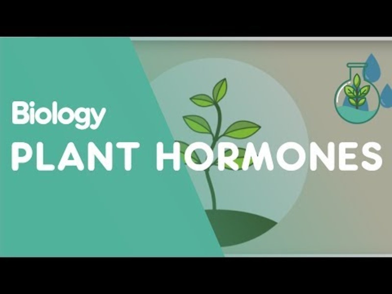 Plant Hormones: Tropisms Instructional Video