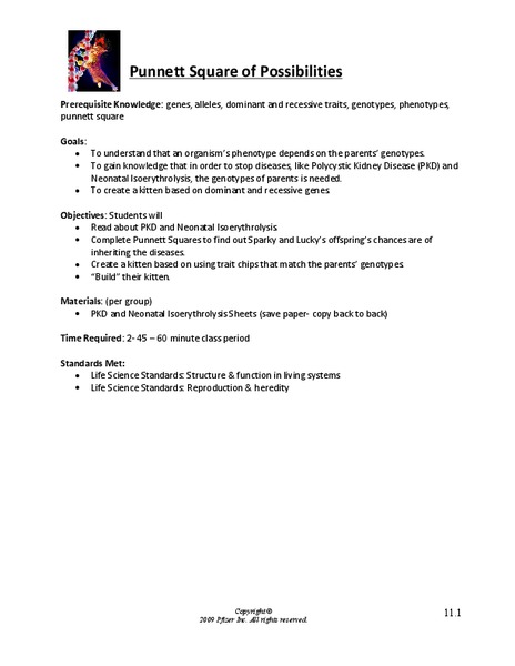 Punnett Square Possibilities Lesson Plan