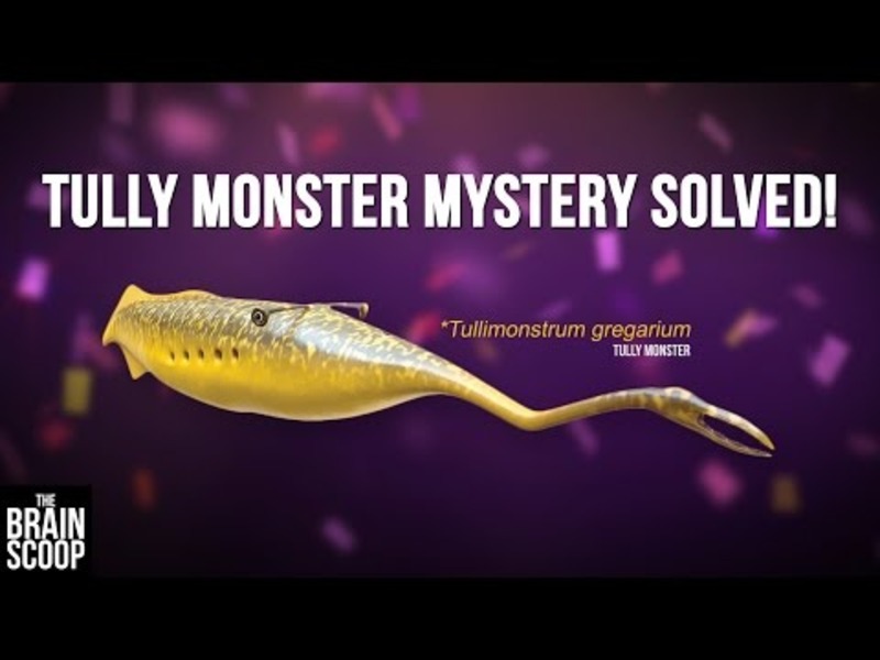 Tully Monster Mystery Solved! Instructional Video