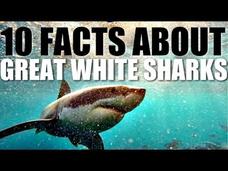 10 Facts About Great White Sharks Instructional Video