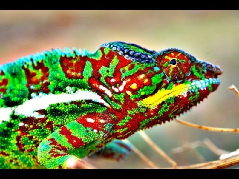 How Do Chameleons Change Color? Instructional Video