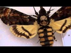 Chicago Adventure, Part 8: How to be an Insect Instructional Video